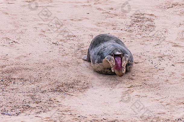 在诺福克的霍尔西海滩，一只灰色海豹产下一只幼崽，共28张照片：28张照片中的第3张