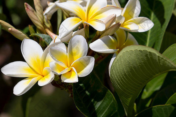 有香味的白色花朵黄色的中心异国情调的热带鸡蛋花物种plumeriaplumeria开花夏天令人愉快的花