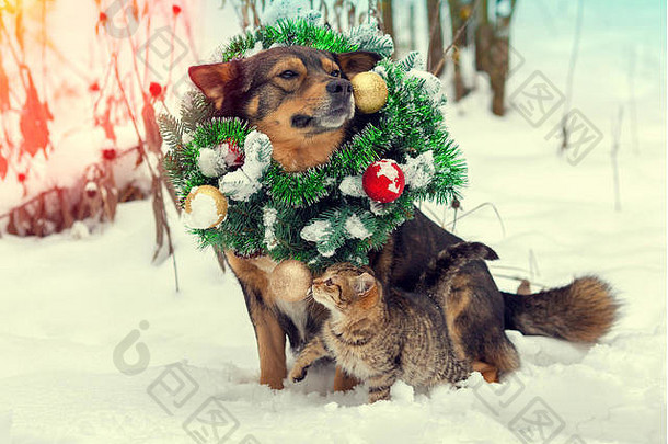 狗穿圣诞节花环圣诞老人他坐着小猫在户外雪