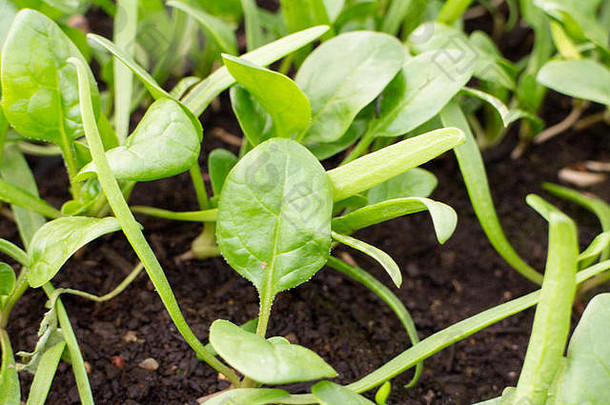 菠菜绿色婴儿日益增长的移植托盘农场启发