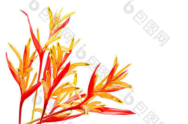 热带红色和橙色的海螺花，海螺花鹦鹉草红色，在白色背景上分离