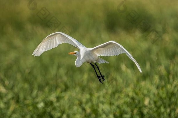 飞越沼泽的大白鹭。