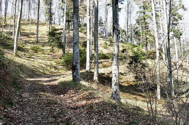 路径美丽的落叶森林早期春天覆盖下降叶子