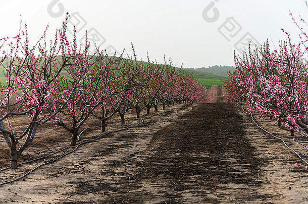 农村景观盛开的桃子花园农业行业
