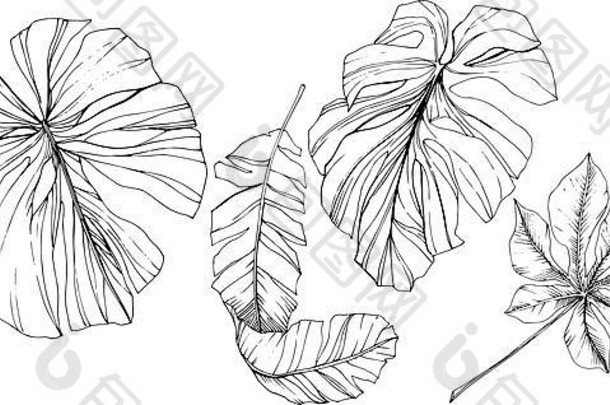 异国情调的热带夏威夷夏天黑色的白色刻墨水艺术孤立的叶插图元素