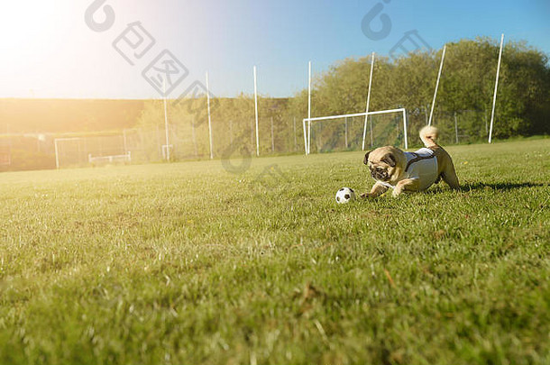 小狗拿着足球在足球场上跑。他滚动球。在背景中，你可以看到目标。那条狗穿着白色的T形衣裤