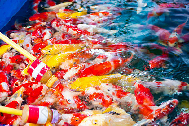 废话彩色的废话nishikigoi锦 鲤色彩斑斓的花俏的鱼美联储食物牛奶婴儿瓶水