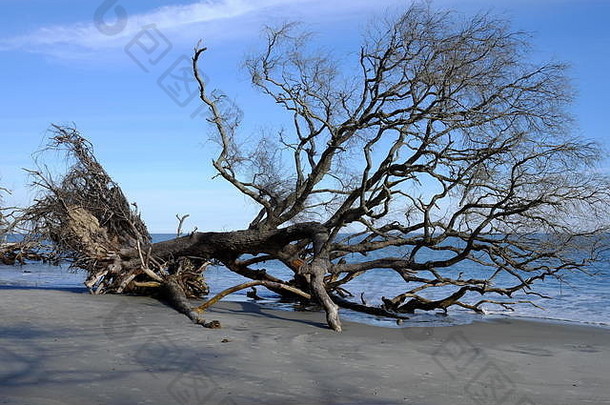 南卡罗来纳州狩猎岛海滩上的枯树