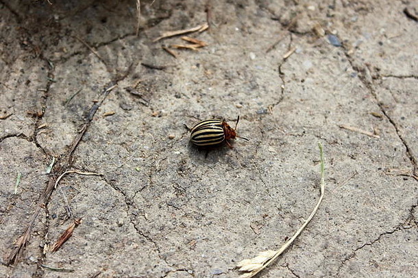 科罗拉多州马铃薯甲虫或十二线细齿虫或科罗拉多甲虫或十条纹矛兵或十条纹马铃薯甲虫或在干燥地面行走的马铃薯甲虫