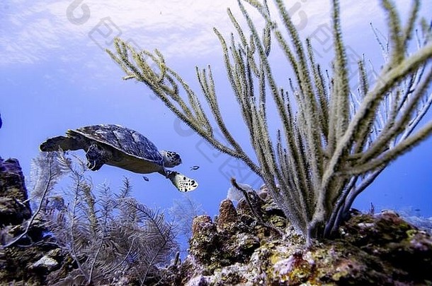 霍克斯比尔海龟和海珊瑚，罗坦，洪都拉斯