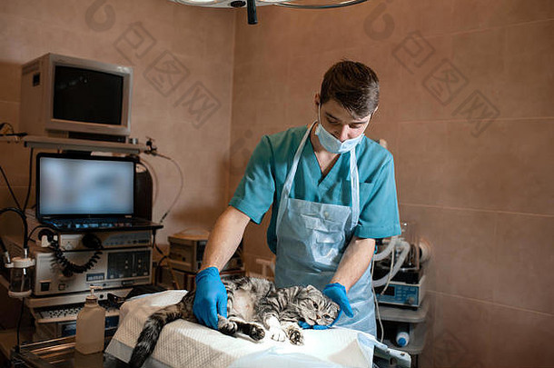 麻醉师准备猫手术检查麻醉工作宠物手术宠物手术