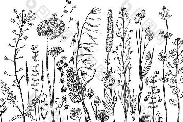 野生花叶子集婚礼植物植物叶味蕾植物有机春天草刻手画涂鸦草图集合卡片标签书横幅