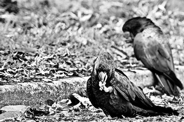 红尾黑色的凤头鹦鹉卡利普托林丘斯班克斯二世吃种子路黑色的白色灰度图像汤斯维尔昆士兰澳大利亚