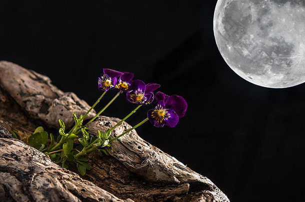 精致的紫色的花站一块海滩木浮动空间月亮背景黑色的背景