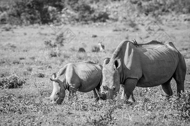 妈妈。白色犀牛年轻的小腿放牧黑色的白色welgevonden游戏储备南非洲
