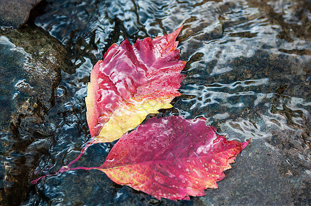 水上的秋叶。秋天突出了一<strong>年中大</strong>自然在秋天的金漆上改变其通常外观的时刻