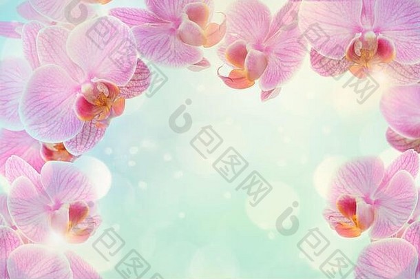 粉红色兰花，蓝色背景，波基色和明亮的光线