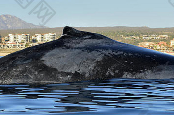 座头鲸鲸鱼游泳太平洋海洋回来鲸鱼潜水