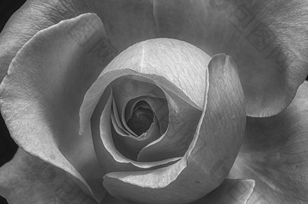 花单色宏单孤立的玫瑰开花详细的纹理黑色的背景