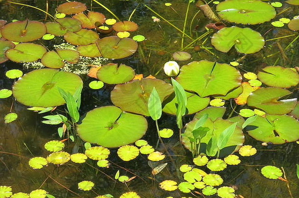 在开花前，淡绿色的睡莲垫漂浮在池塘表面的特写镜头；新斯科舍省安纳波利斯皇家历史花园