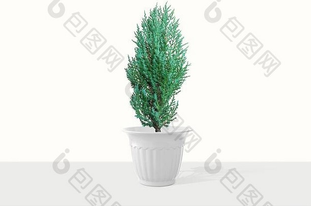 Juniperus对花瓶孤立的白色背景