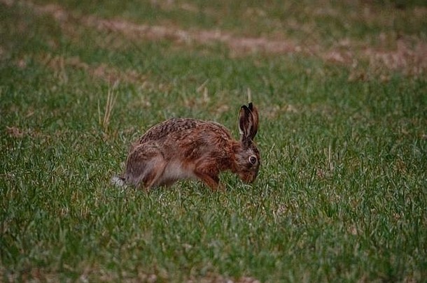 芬兰的野兔，春天