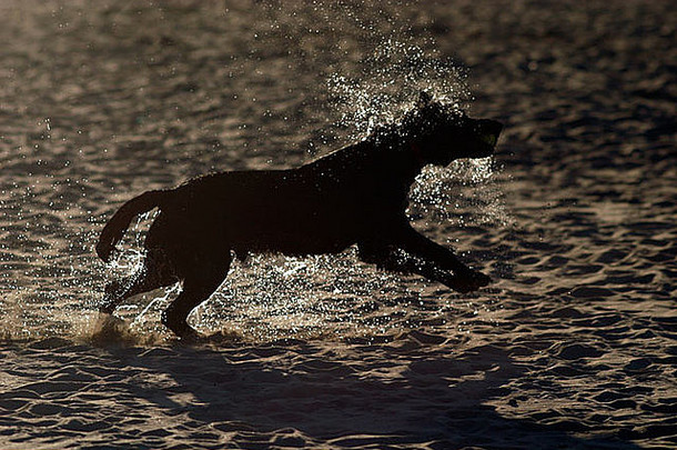 黑色的毛发粗浓杂乱的狗摇晃水海滩游泳海
