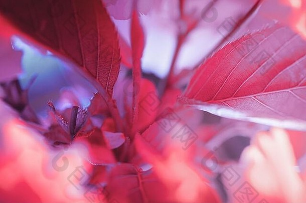 樱桃叶特写构图-红色和蓝调的双色灯光
