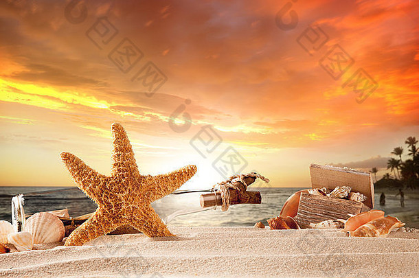夏天概念桑迪海滩贝壳海星