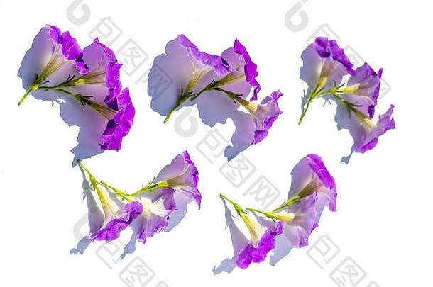 繁茂明亮的紫色矮牵牛花的花背景，均匀地分布在白色背景上，在强烈对比的阳光下。平铺背景