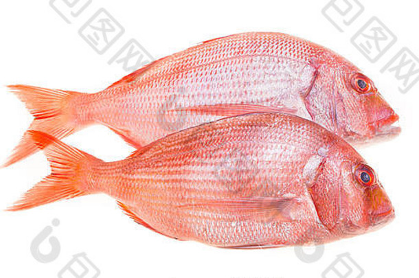 新鲜的笛鲷鱼，隔离在白色的水面上。
