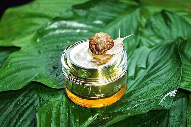 蜗牛Jar皮肤奶油绿色叶子雨滴背景蜗牛黏液美诊所概念最小的自然布局