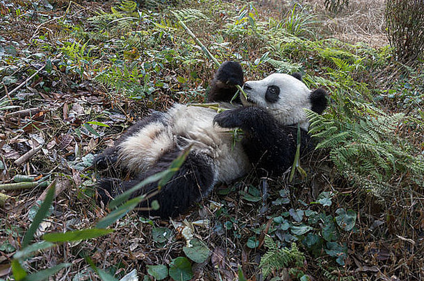巨大的熊猫回来吃竹子笔锋夏四川中国