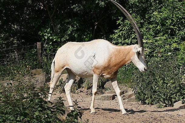 撒哈拉沙漠的弯刀大羚羊scimitar-horned大羚羊大羚羊达马走过去的