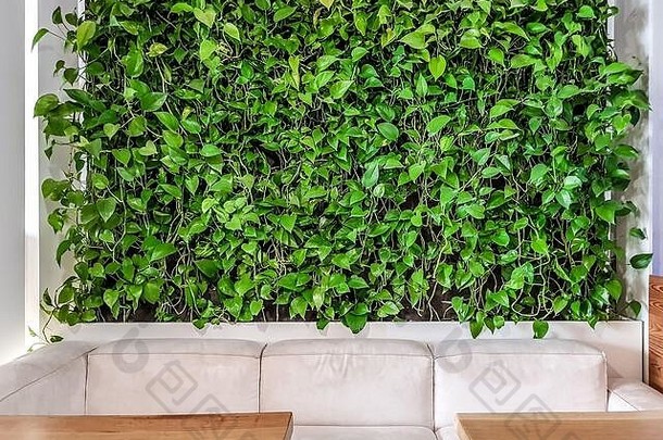表餐厅白色皮革沙发明亮的绿色厚藤本植物背景