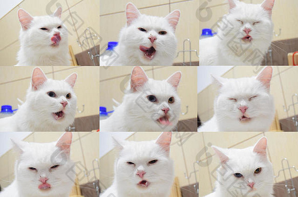 猫的表情