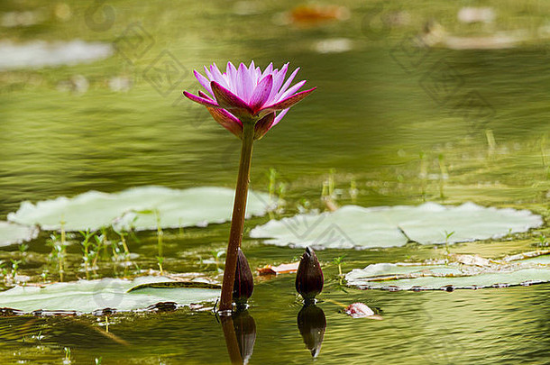 池塘里盛开的紫罗兰。