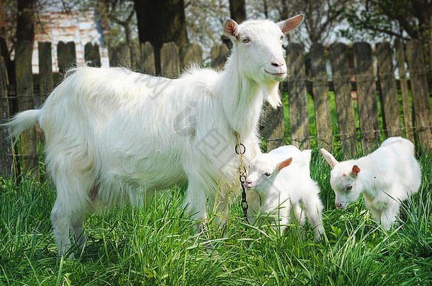 特写镜头白色山羊站绿色草温暖的春天一天家庭妈妈。孩子们拥抱孩子