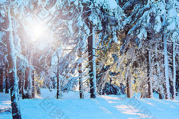 捷克共和国Krkonose Spindleruv Mlyn滑雪度假村冬季森林