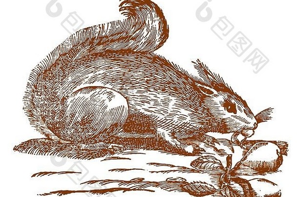 啃食红松鼠（sciurus vulgaris）。17世纪历史木刻版画后的插图