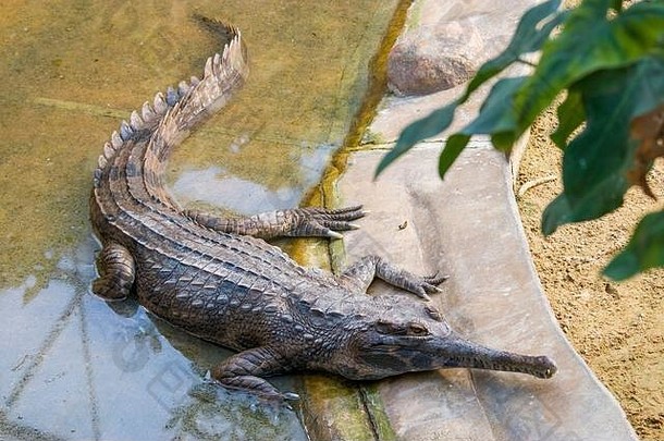 false gharial是一种淡水鳄鱼，原产于马来西亚、婆罗洲、苏门答腊和爪哇。上面是深红棕色，上面是深棕色。