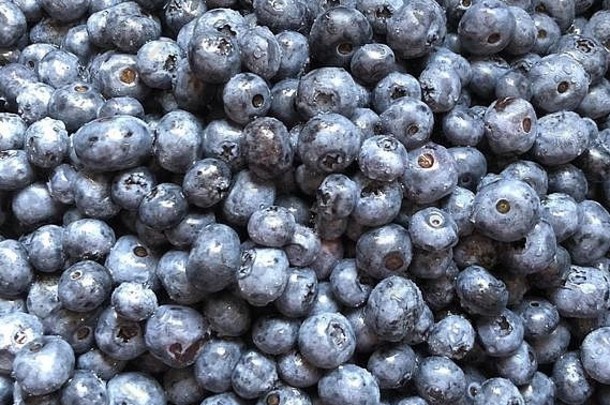 甜、多汁、新鲜的蓝莓即食