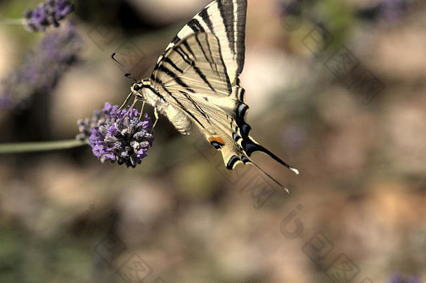 黄花飞虱；托斯卡纳乡村稀有的燕尾蝶