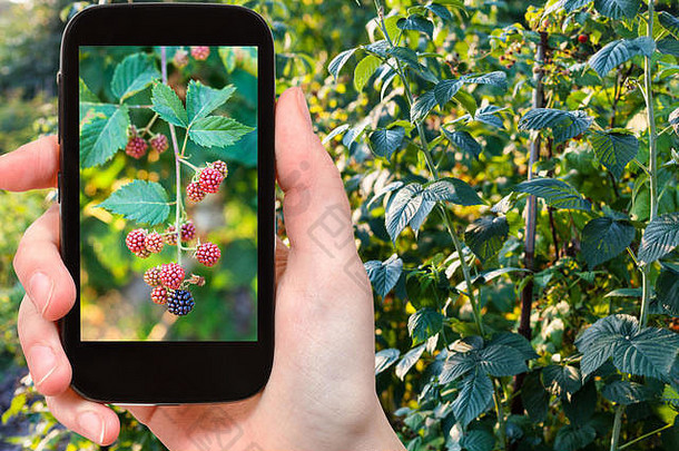 旅行概念旅游照片树莓灌木花园克拉斯诺达尔库班地区俄罗斯夏天晚上智能手机