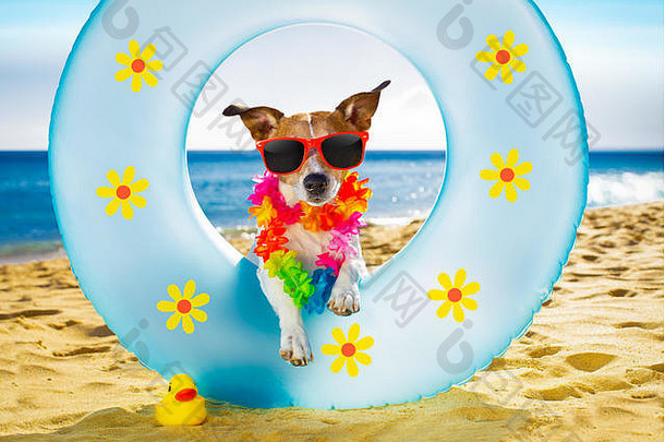 暑假期间，杰克·拉塞尔（jack russel）的狗在海边的气垫或游泳圈上休息和放松