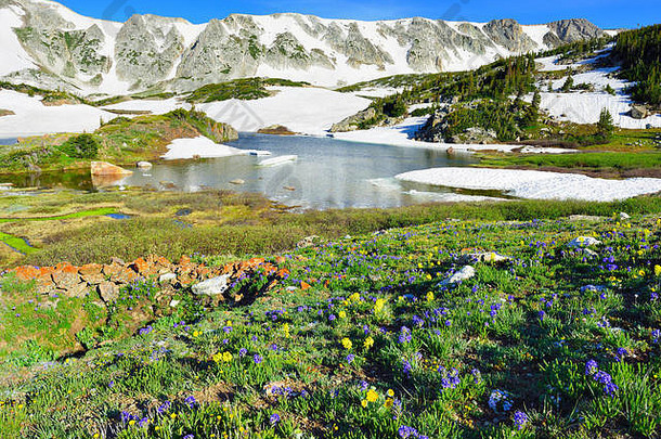 夏季怀俄明州梅迪奇鲍雪山上的高山草甸和野花