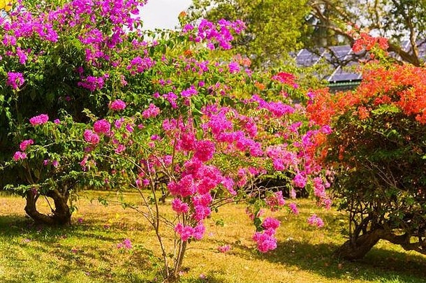 南亚洲斯里兰卡斯里兰卡皇家植物花园佩拉德尼亚开始王维克拉马巴胡观赏叶子花属布什树品红色的紫色的粉红色的花