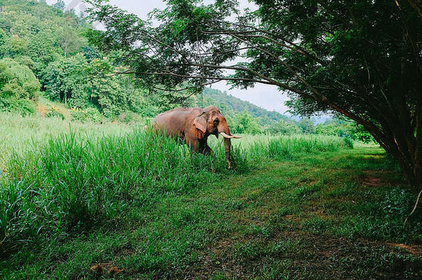 泰国流浪大象获救