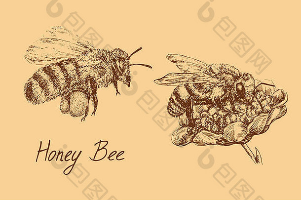 蜜蜂工蜂用收集的花粉和花朵飞行，绘画集，手绘涂鸦，题字素描，暖色调色板，ele