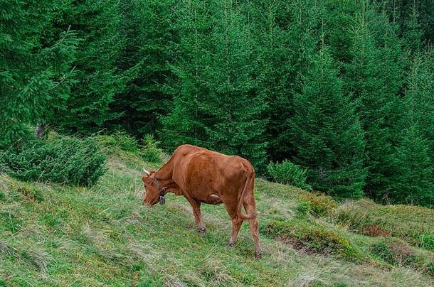 一头小牛在森林里的绿草上吃草